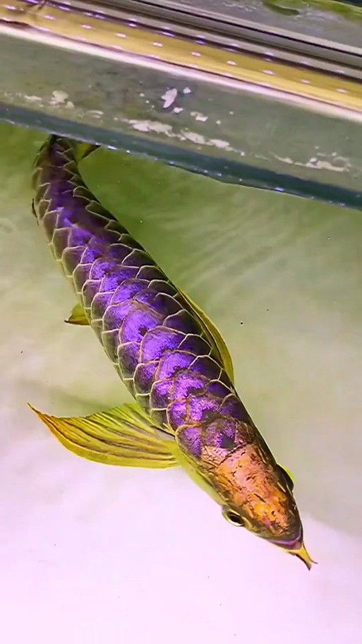 如何鑒別真假紫底過背金龍魚（真假紫底過背金龍魚主要從以下幾個方面進行進行：）