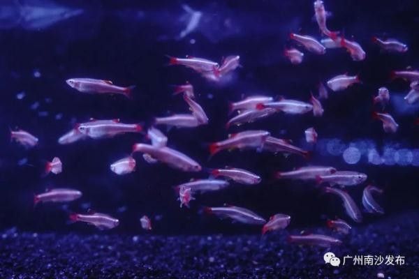 廣州哪個金龍魚市場最大（廣州最大的金龍魚批發市場）