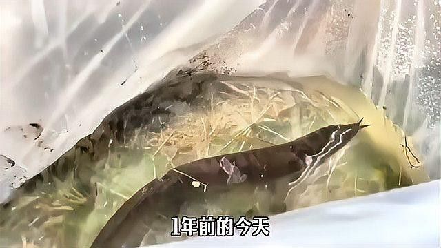 龍魚在野外的生存狀況如何（東南亞熱帶/亞熱帶/亞熱帶/亞熱帶龍魚的生存狀況）