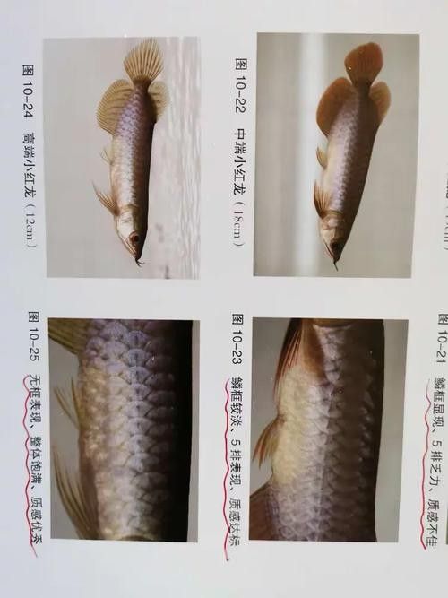 如何挑選新鮮的龍魚片？（如何挑選新鮮的龍魚片）