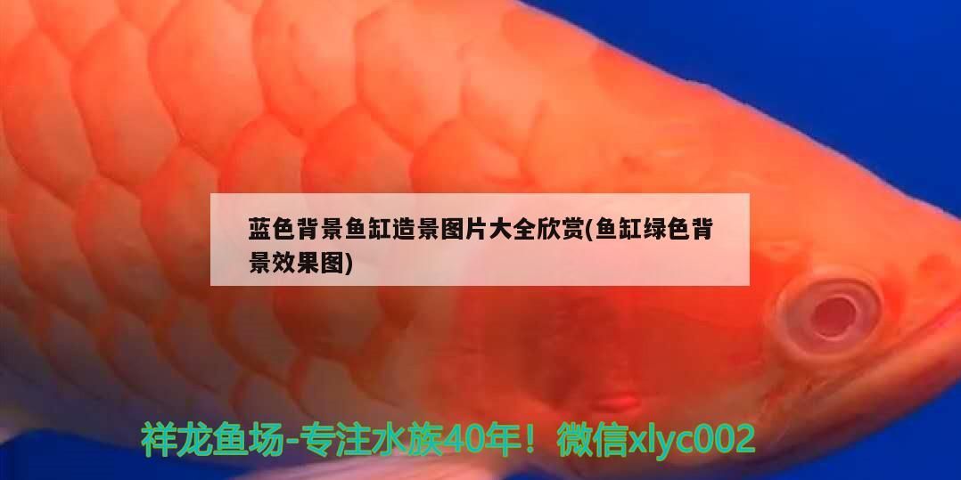 藍色背景魚缸造景圖片大全欣賞(魚缸綠色背景效果圖)