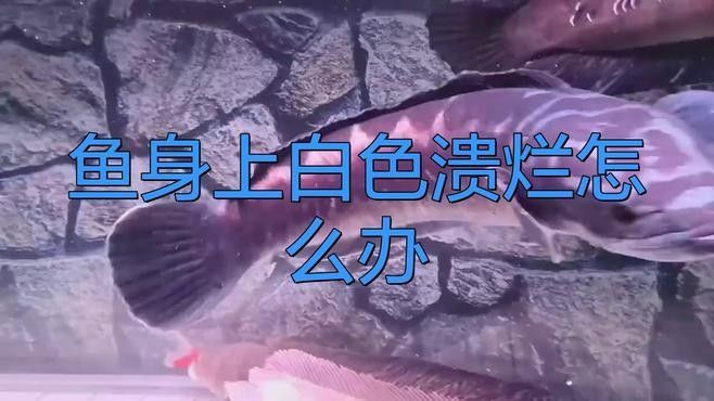 如何預防龍魚身體潰爛？