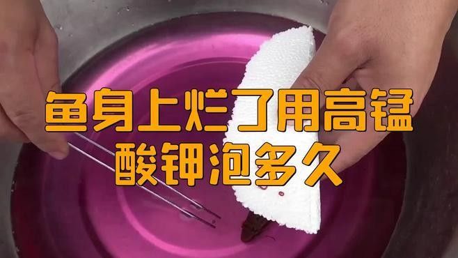 如何預防龍魚身體潰爛？