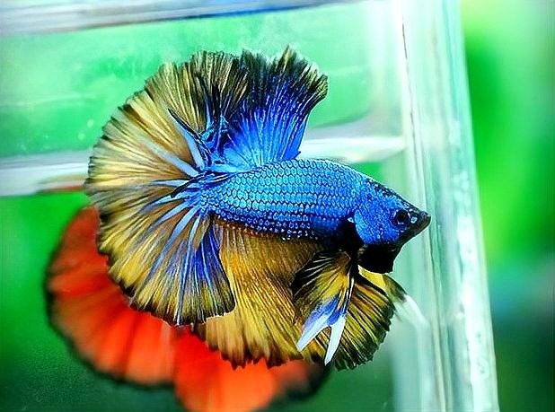 羅漢魚和雷龍魚能混養(yǎng)嗎（羅漢魚和雷龍魚能否混養(yǎng)）