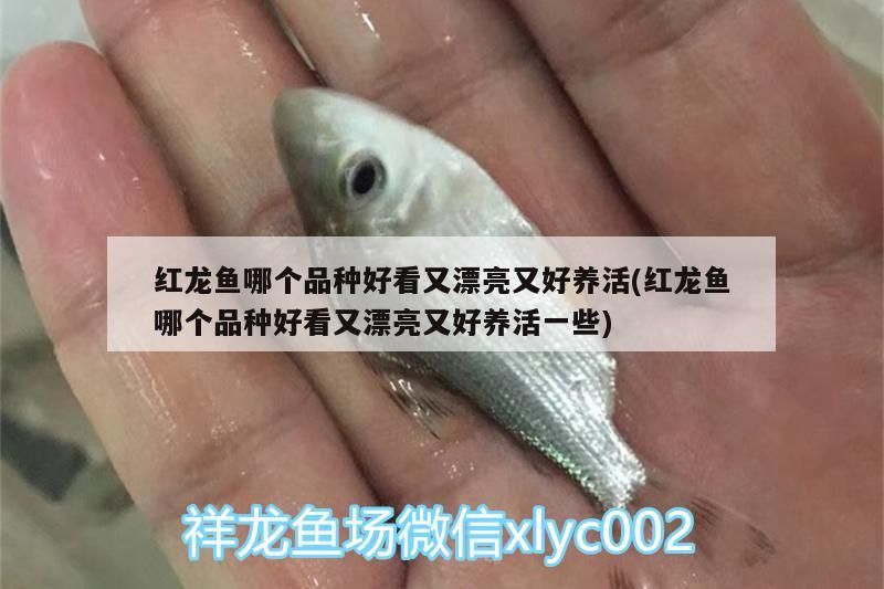 紅龍魚哪個品種好看又漂亮又好養活(紅龍魚哪個品種好看又漂亮又好養活一些)