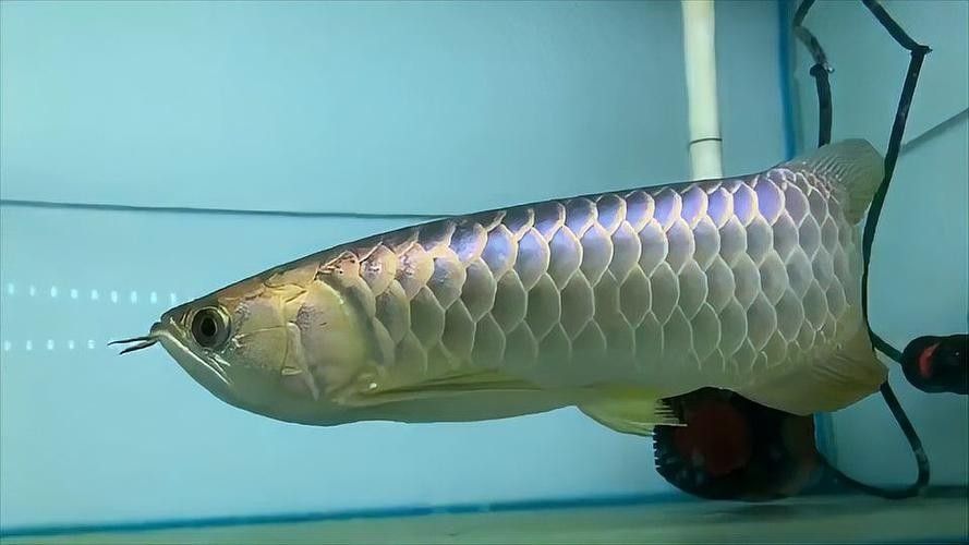 察右前旗哪個水族館龍魚好？祥龍魚場龍魚（察右前旗本地水族館的龍魚品質對比）