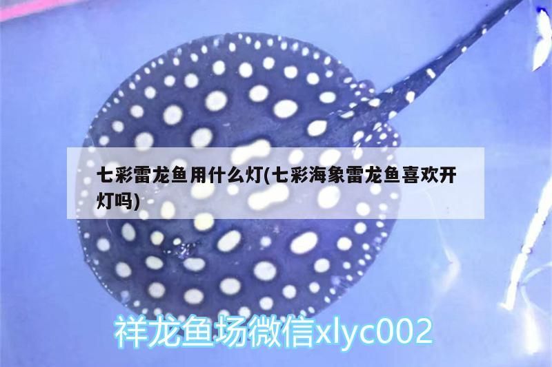 七彩雷龍魚用什么燈(七彩海象雷龍魚喜歡開燈嗎)（七彩神仙魚喜歡開燈嗎）