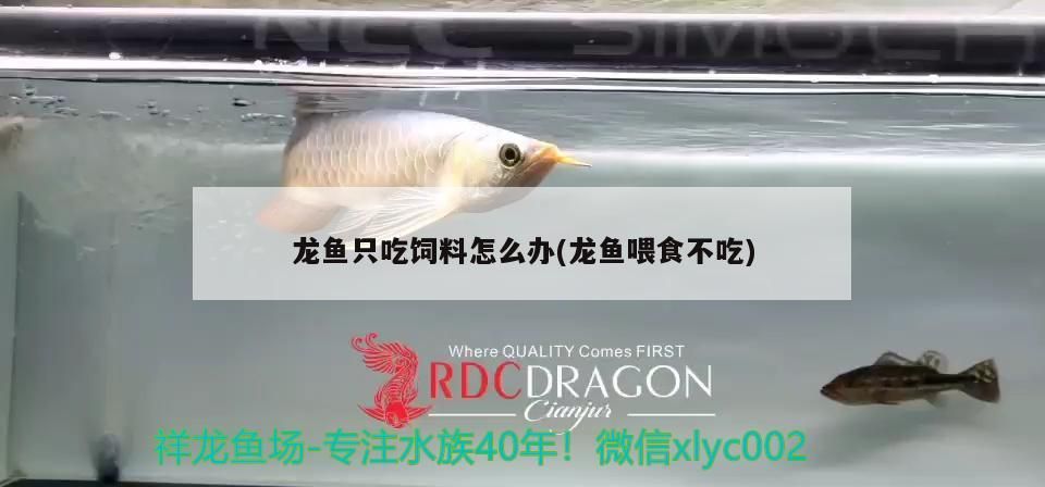 龍魚只吃飼料怎么辦(龍魚喂食不吃)（龍魚只吃飼料怎么辦） 龍魚只吃飼料怎么辦(龍魚喂食不吃)（龍魚只吃飼料怎么辦） 觀賞魚百科