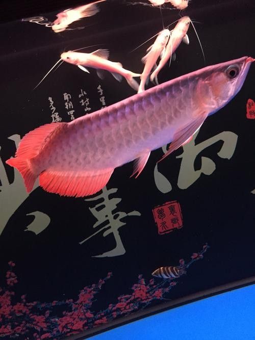 白紫龍魚的市場價格是多少（白紫龍魚市場價格波動大嗎白紫龍魚市場價格波動大嗎） 白紫龍魚的市場價格是多少（白紫龍魚市場價格波動大嗎白紫龍魚市場價格波動大嗎） 龍魚百科 第4張