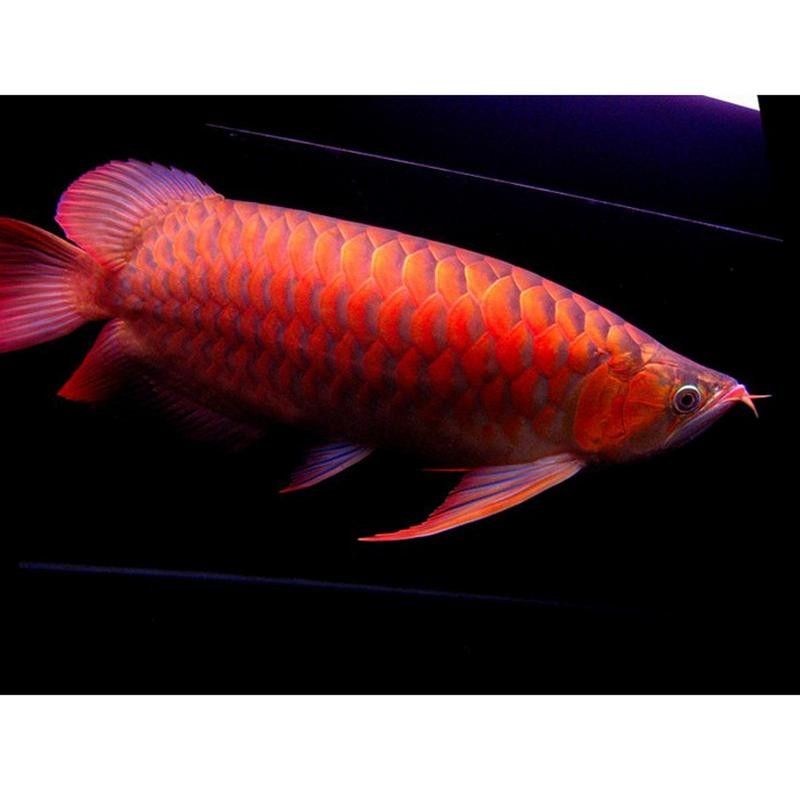 金龍魚缸背景圖哪里可以找到？（金龍魚缸背景圖的獲取途徑） 金龍魚缸背景圖哪里可以找到？（金龍魚缸背景圖的獲取途徑） 龍魚百科 第15張