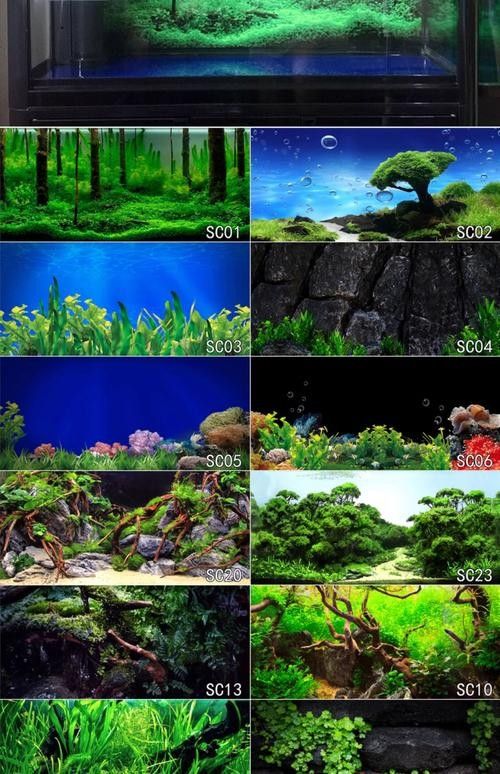 金龍魚缸背景圖哪里可以找到？（金龍魚缸背景圖的獲取途徑） 金龍魚缸背景圖哪里可以找到？（金龍魚缸背景圖的獲取途徑） 龍魚百科 第29張