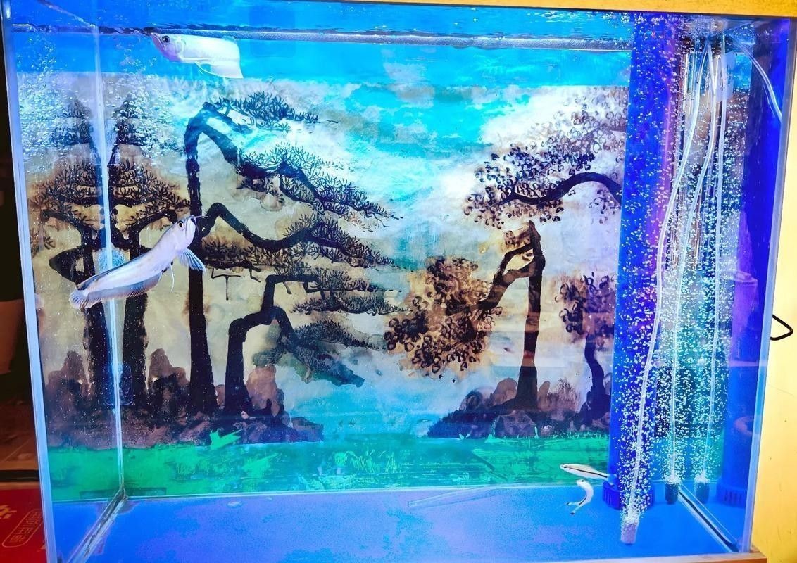 金龍魚缸背景圖哪里可以找到？（金龍魚缸背景圖的獲取途徑） 金龍魚缸背景圖哪里可以找到？（金龍魚缸背景圖的獲取途徑） 龍魚百科 第40張