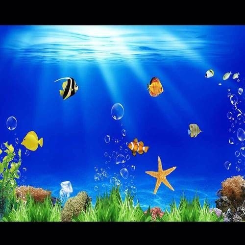 金龍魚缸背景圖哪里可以找到？（金龍魚缸背景圖的獲取途徑） 金龍魚缸背景圖哪里可以找到？（金龍魚缸背景圖的獲取途徑） 龍魚百科 第33張