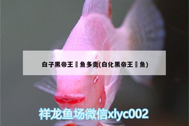 白子黑帝王魟魚多貴(白化黑帝王魟魚)（白子黑帝王魟魚怎么養）
