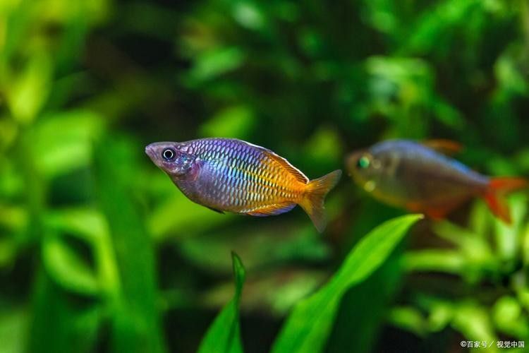 曼龍魚和哪些魚混養(yǎng)比較好（曼龍魚的混養(yǎng)）