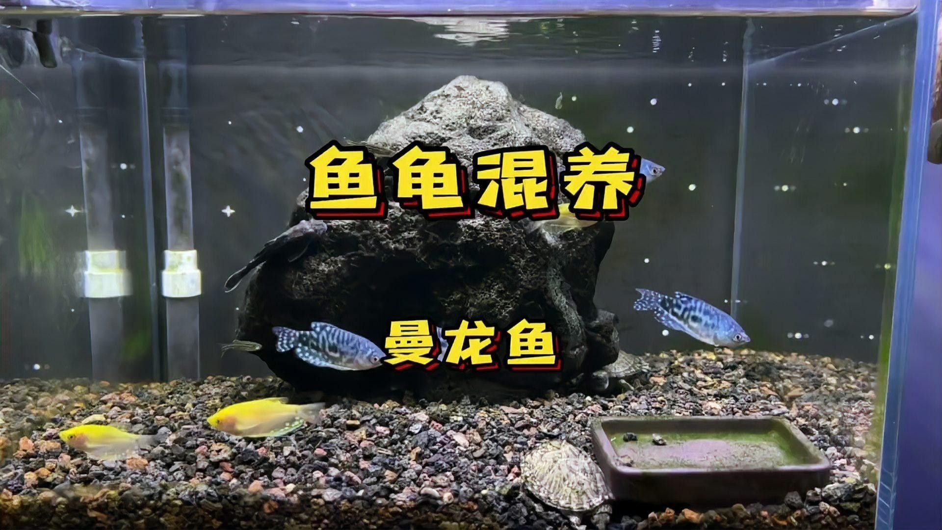 曼龍魚和哪些魚混養(yǎng)比較好（曼龍魚的混養(yǎng)）