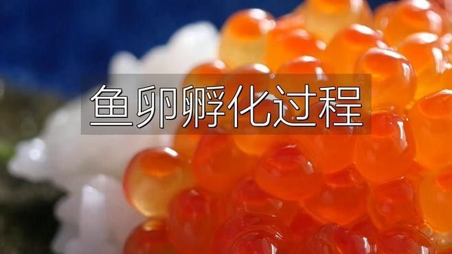 火焰變色龍魚繁殖周期是多久（變色龍魚的繁殖周期）