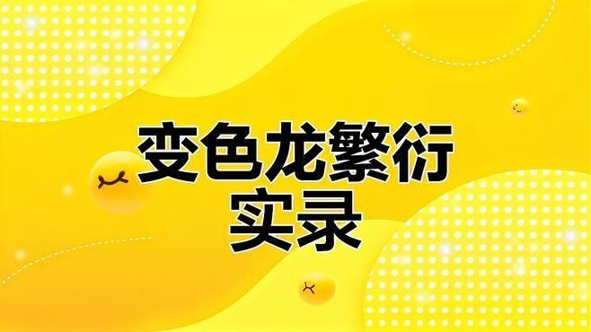 火焰變色龍魚繁殖周期是多久（變色龍魚的繁殖周期）
