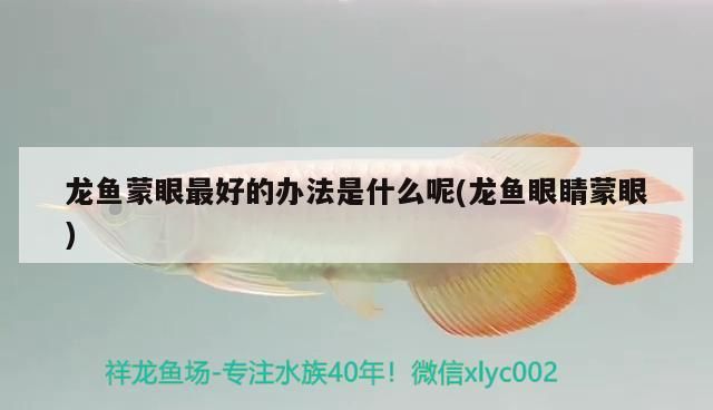 魟魚 龍魚能和戰船一起養嗎 龍魚能和戰船一起養嗎圖片(龍魚可以和戰船一起養嗎) 觀賞魚百科 龍魚能和戰船一起養嗎 龍魚能和戰船一起養嗎圖片(龍魚可以和戰船一起養嗎) 龍魚能和戰船一起養嗎 龍魚能和戰船一起養嗎圖片(龍魚可以和戰船一起養嗎) 觀賞魚百科