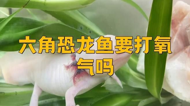 六角恐龍魚在什么條件下需要打氧（六角恐龍的呼吸方式） 六角恐龍魚在什么條件下需要打氧（六角恐龍的呼吸方式） 龍魚百科 第3張