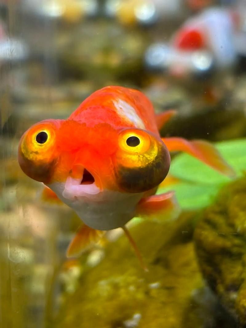 世界上有記錄的最大金龍魚是多少（世界上最大的金龍魚）