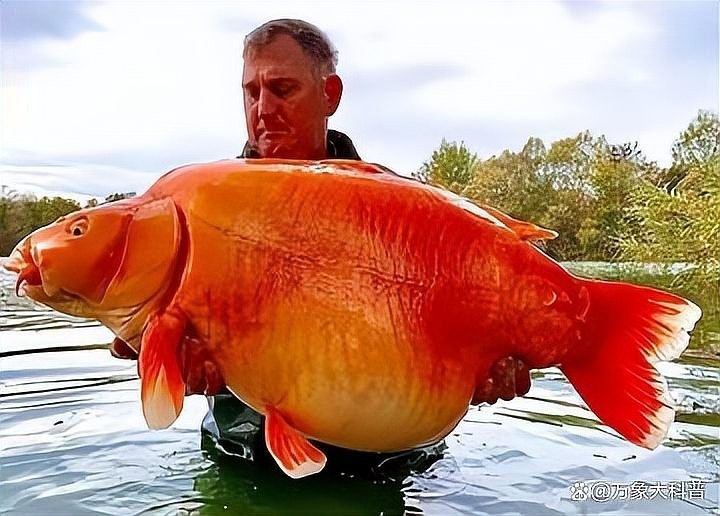 金頭過背金龍魚在28℃時有哪些特點，金頭過背金龍魚在適宜環境中所綻放性極強的熱帶魚類 金頭過背金龍魚在28℃時有哪些特點，金頭過背金龍魚在適宜環境中所綻放性極強的熱帶魚類 龍魚百科 第1張