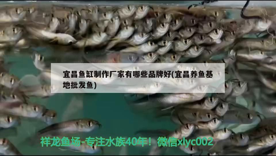 <strong><mark>宜昌</mark></strong>魚缸制作廠家有哪些品牌好(<strong><mark>宜昌</mark></strong>養魚基地批發魚)（<strong><mark>宜昌</mark></strong>魚缸制作廠家哪個牌子好）