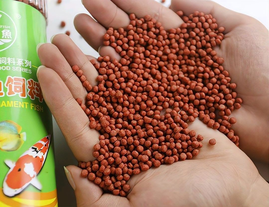 發色飼料對印尼小紅龍魚有何影響（印尼小紅龍魚發色飼料對印尼小紅龍魚的影響和行為影響）