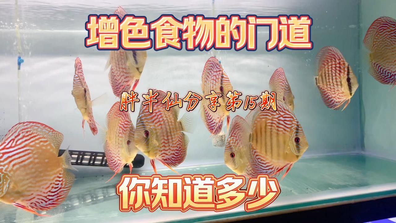 發色飼料對印尼小紅龍魚有何影響（印尼小紅龍魚發色飼料對印尼小紅龍魚的影響和行為影響）