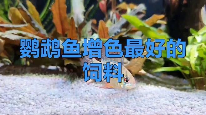 發色飼料對印尼小紅龍魚有何影響（印尼小紅龍魚發色飼料對印尼小紅龍魚的影響和行為影響）