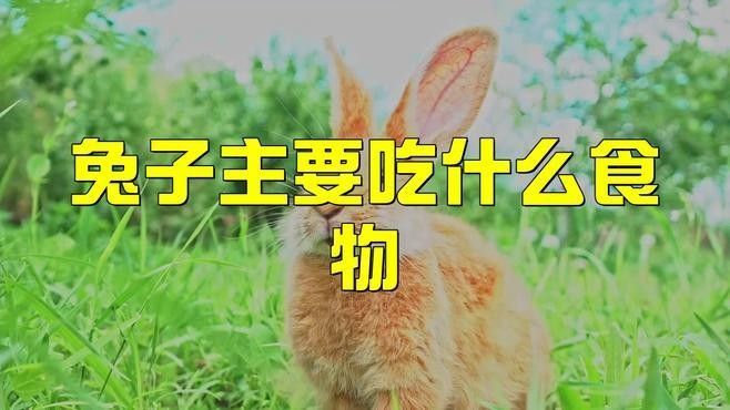 荷蘭豬和兔子能和平相處嗎？（twincamfx荷蘭豬可以和兔子一起養(yǎng)嗎） 荷蘭豬和兔子能和平相處嗎？（twincamfx荷蘭豬可以和兔子一起養(yǎng)嗎） 龍魚(yú)百科 第3張