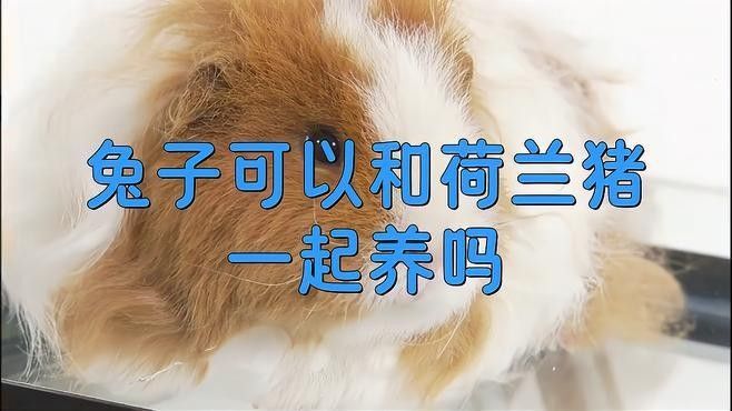 荷蘭豬和兔子能和平相處嗎？（twincamfx荷蘭豬可以和兔子一起養(yǎng)嗎） 荷蘭豬和兔子能和平相處嗎？（twincamfx荷蘭豬可以和兔子一起養(yǎng)嗎） 龍魚(yú)百科 第1張