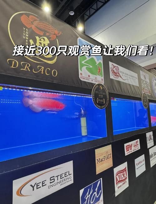 博白哪個(gè)水族館龍魚(yú)好？祥龍魚(yú)場(chǎng)龍魚(yú)（博白縣祥龍魚(yú)場(chǎng)水族館）