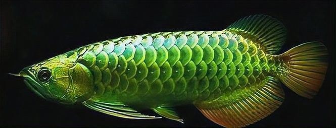 紅金龍魚和黃金龍魚哪個(gè)更稀有？（紅金龍魚與黃金龍魚哪個(gè)更稀有？） 紅金龍魚和黃金龍魚哪個(gè)更稀有？（紅金龍魚與黃金龍魚哪個(gè)更稀有？） 龍魚百科 第5張