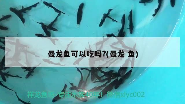 曼龍魚可以吃嗎?(曼龍魚)（曼龍魚可以吃嗎，） 曼龍魚可以吃嗎?(曼龍魚)（曼龍魚可以吃嗎，） 觀賞魚百科