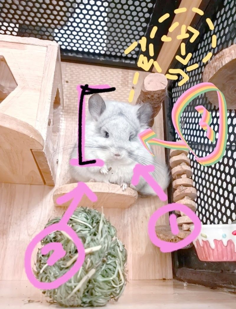 如何判斷龍貓的品相是否優良？（如何判斷一只品相優良且健康的龍貓）