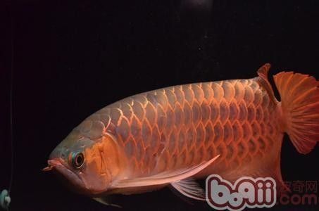 龍魚翻肚后如何固定魚體（寵魚黨必學的5步搶救指南寵寵生物志魚翻肚皮別急著扔）