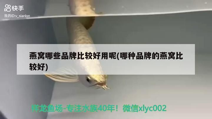 錦鯉名貴品種價格（純種錦鯉是什么價位）（揭秘十大名貴錦鯉品種）