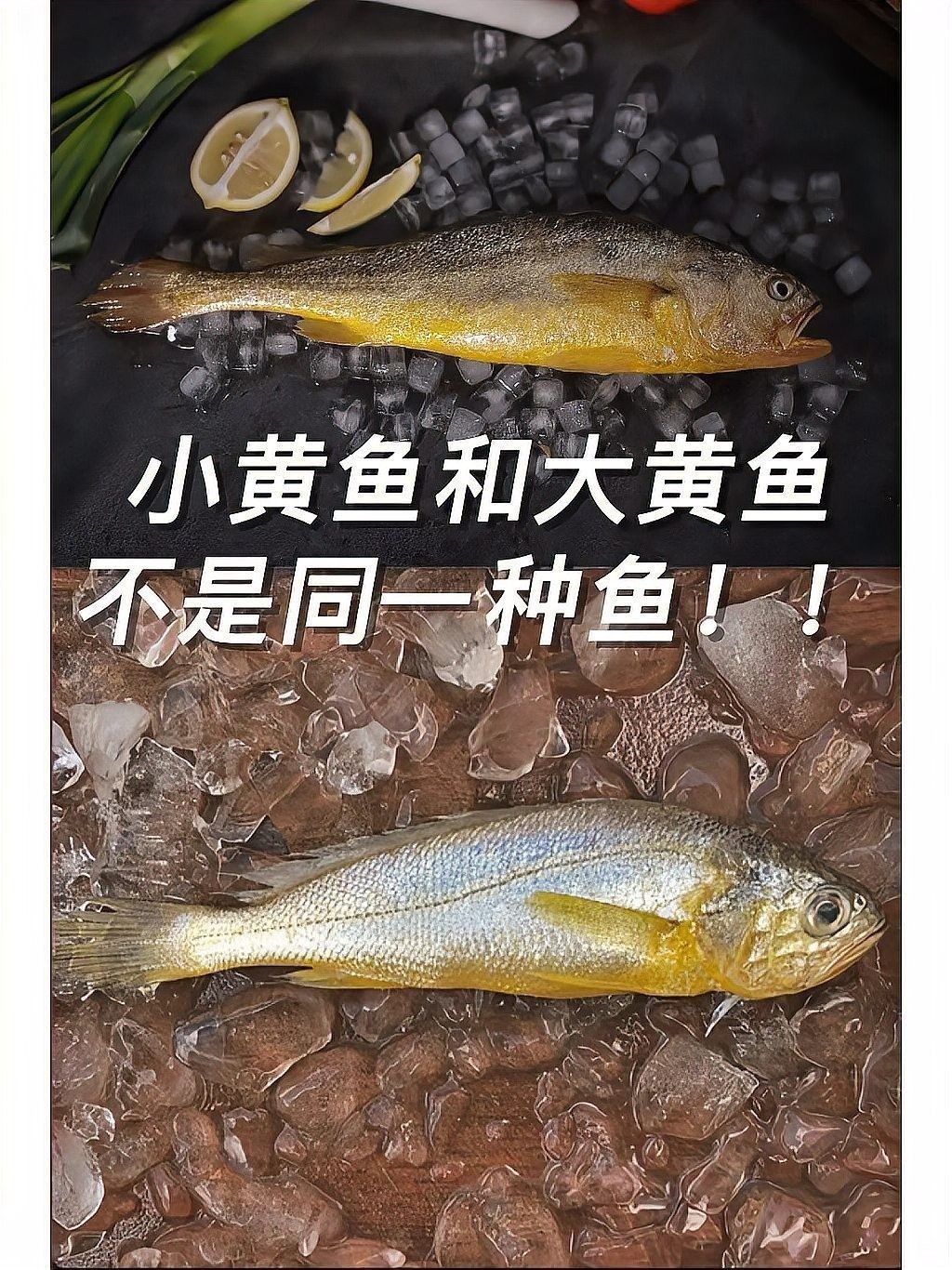 金龍魚和小黃魚有何區別（金龍魚和小黃魚的區別）