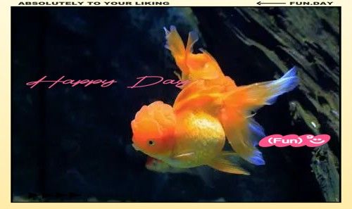 雄魚含卵期間需要特別護理嗎？（雄魚含卵期間需要特別的護理） 雄魚含卵期間需要特別護理嗎？（雄魚含卵期間需要特別的護理） 龍魚百科 第3張