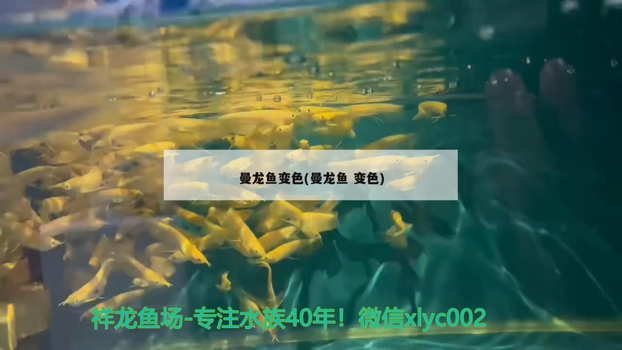 曼龍魚變色(曼龍魚變色)（曼龍魚為什么會變色）