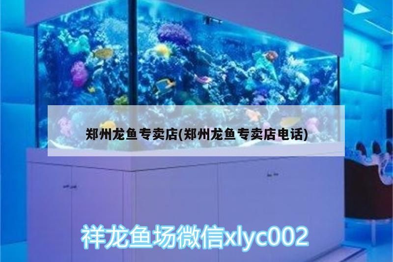 鄭州龍魚專賣店(鄭州龍魚專賣店電話)（鄭州龍魚專賣店）