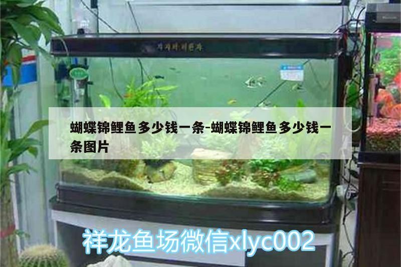 蝴蝶錦鯉魚多少錢一條:蝴蝶錦鯉魚多少錢一條圖片（蝴蝶錦鯉魚多少錢一條）