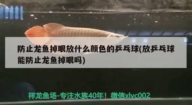 高品質紅龍魚(高品質紅龍魚價格)