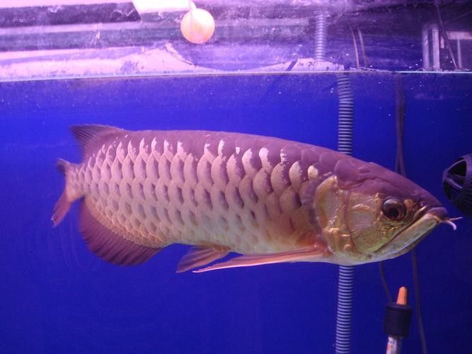 如何設(shè)置紅龍魚動態(tài)壁紙，如何設(shè)置紅龍魚動態(tài)壁紙設(shè)置紅龍魚動態(tài)壁紙的步驟 如何設(shè)置紅龍魚動態(tài)壁紙，如何設(shè)置紅龍魚動態(tài)壁紙設(shè)置紅龍魚動態(tài)壁紙的步驟 龍魚百科 第1張