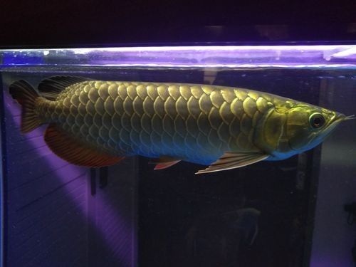 寶石龍魚發(fā)色后圖片（寶石龍魚發(fā)色后的圖片展示）