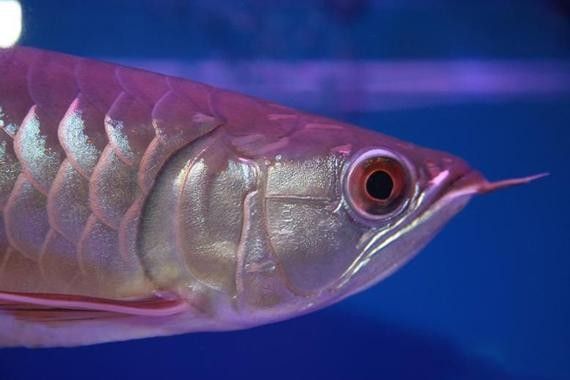 寶石龍魚發(fā)色后圖片（寶石龍魚發(fā)色后的圖片展示）
