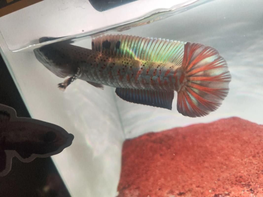 如何設(shè)置紅龍魚動態(tài)壁紙，如何設(shè)置紅龍魚動態(tài)壁紙設(shè)置紅龍魚動態(tài)壁紙的步驟 如何設(shè)置紅龍魚動態(tài)壁紙，如何設(shè)置紅龍魚動態(tài)壁紙設(shè)置紅龍魚動態(tài)壁紙的步驟 龍魚百科 第2張