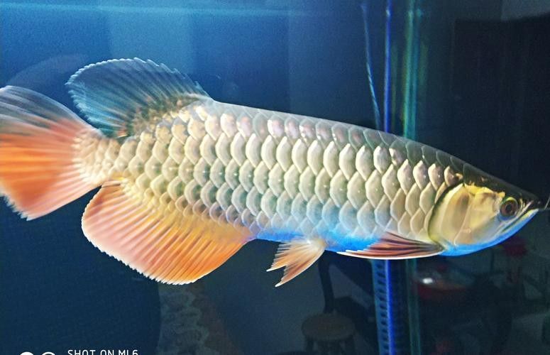 寶石龍魚發(fā)色后圖片（寶石龍魚發(fā)色后的圖片展示）