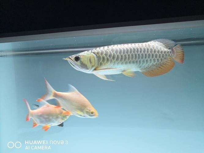 寶石龍魚發(fā)色后圖片（寶石龍魚發(fā)色后的圖片展示）
